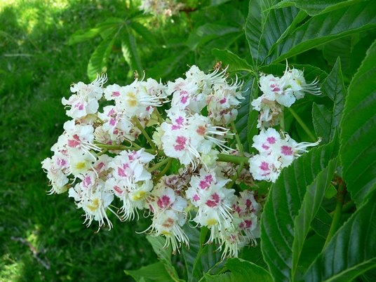 {Aesculus hippocastanum}